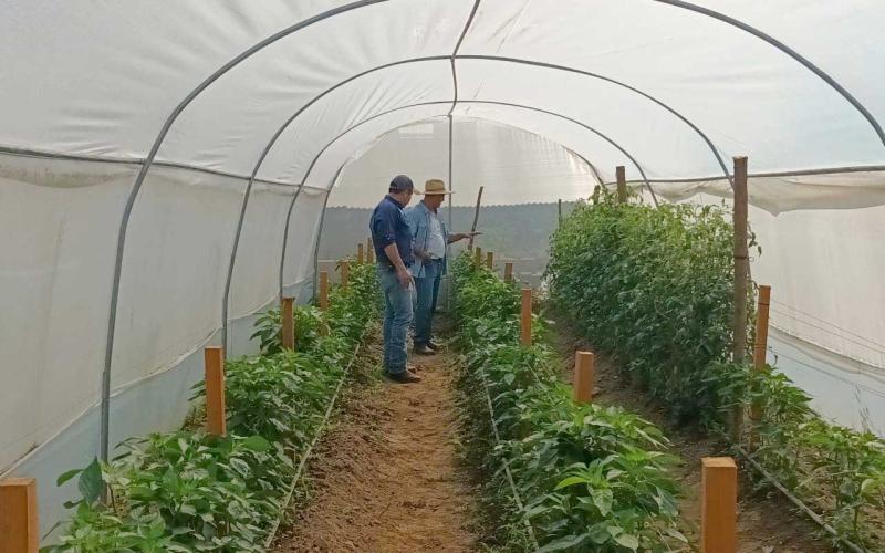 Mejoran cultivos de tomate y chile en San Diego, Zacapa