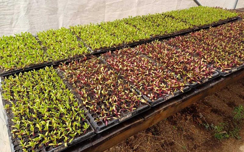 Monitorean producción de pilones de hortalizas en Totonicapán