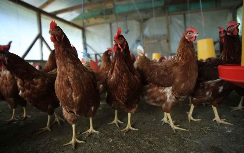 Optimizan capacidades para la prevención de la influenza aviar en el país
