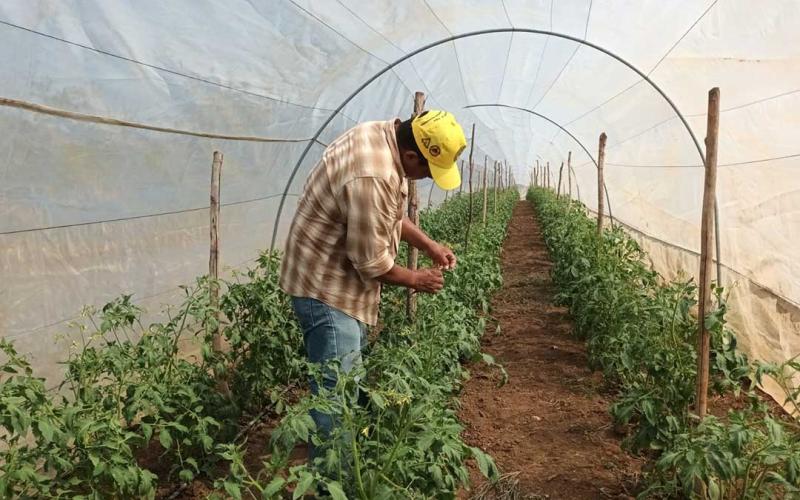 Potencian cultivos de tomate en Petén