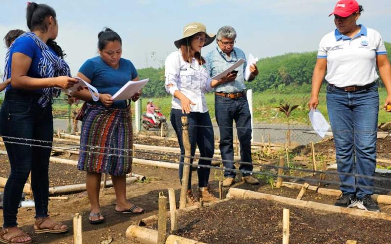 Preparan 100 mil plantas para cultivarlas en Suchitepéquez