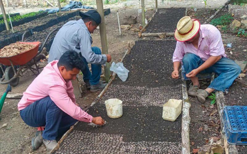 Producirán 400 mil plántulas forestales