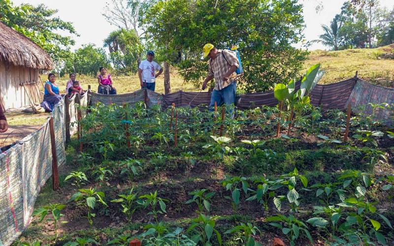 Productores peteneros aprenden la fertilización foliar y el control de plagas