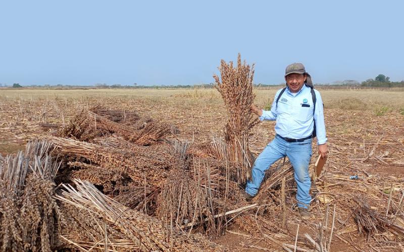 Protegerán cultivos de la proliferación de la langosta voladora