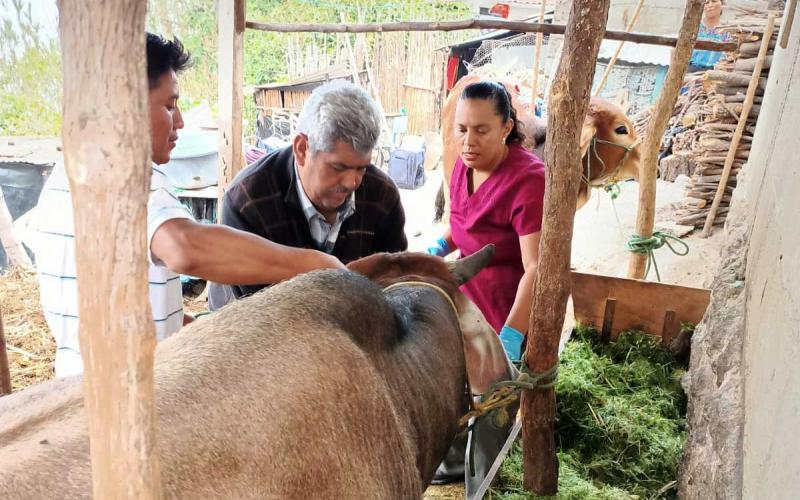 Realizan jornada de desparasitación y manejo de plagas en ganado bovino en Sololá