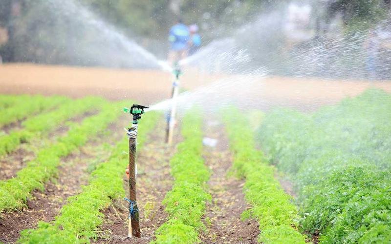 Riego por aspersión, el sistema versátil para hidratar los cultivos