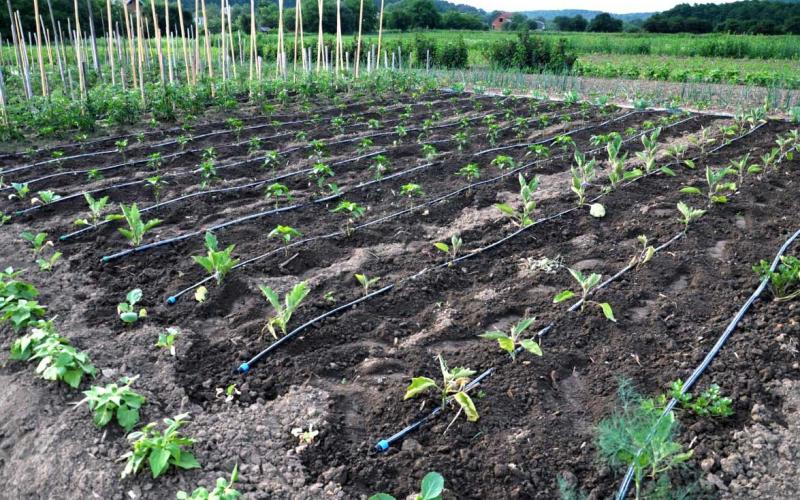 Riego por goteo brinda agua y nutrientes en la medida justa a los cultivos