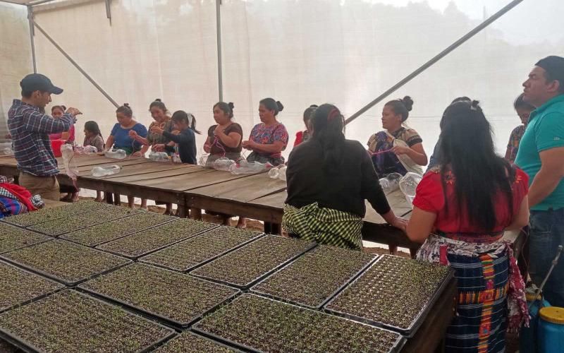 Siembran hortalizas en estructuras reciclables