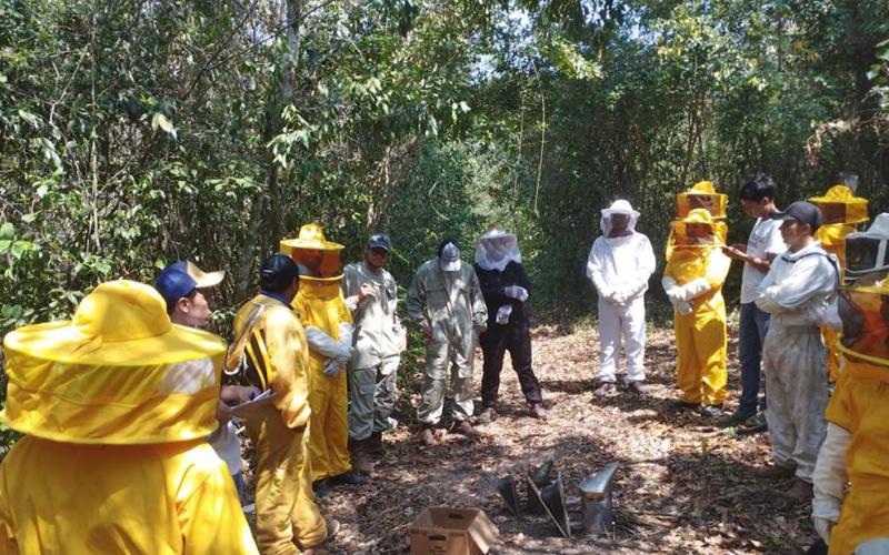 Fortalecen capacidades en Apicultura Tropical en Petén