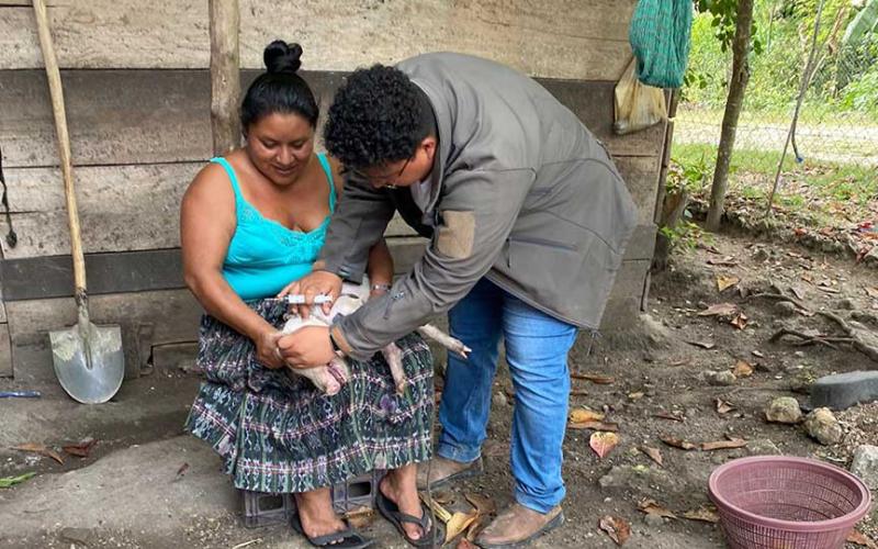 Refuerzan control de enfermedades porcinas en Petén