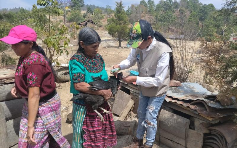 Vacunan aves en prevención de gripe aviar