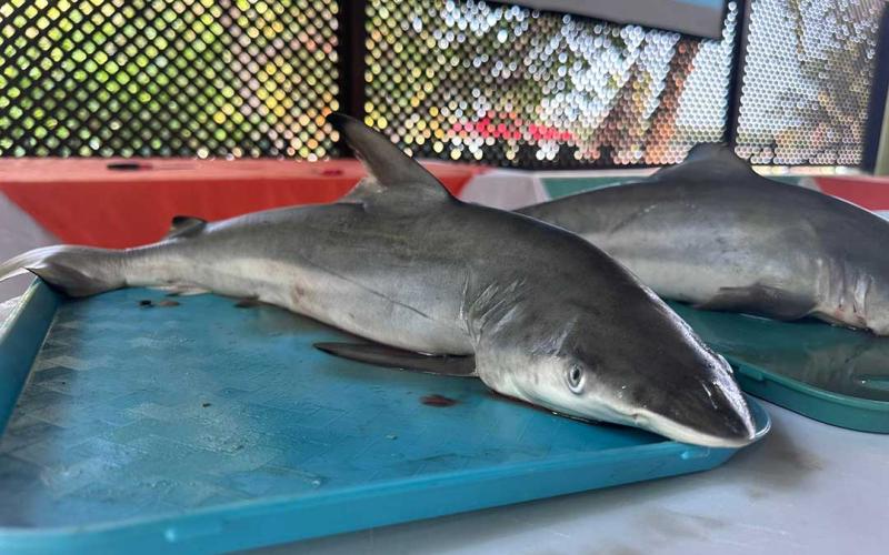 Velan por la conservación de especies marinas en Guatemala