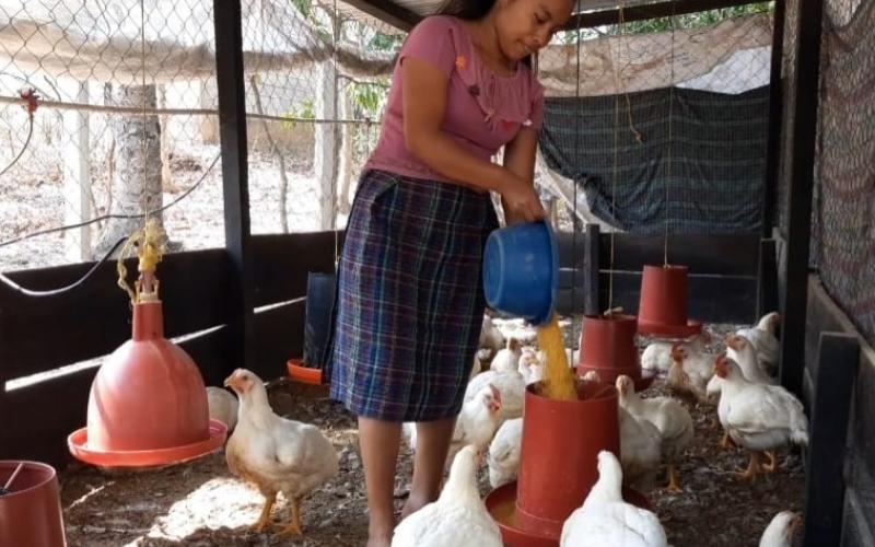 Zonia Canahuí Tolón, ejemplo de emprendimiento en la avicultura