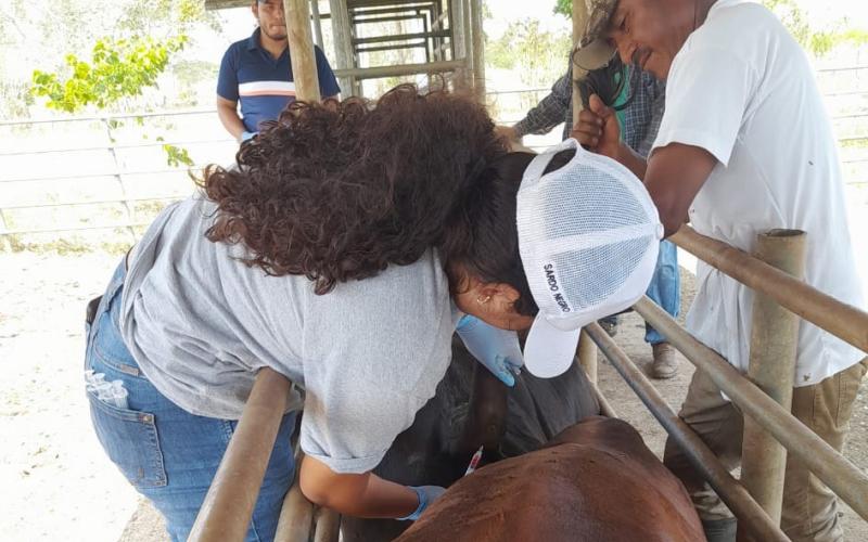 Continúan las acciones de prevención contra la rabia paralítica bovina