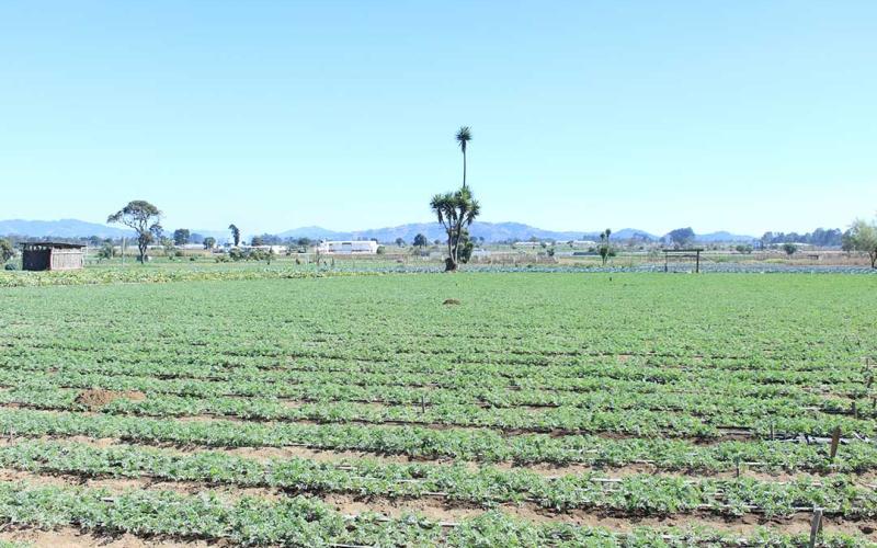 Análisis agrometeorológico: altas temperaturas y lluvias marcarán el fin de semana