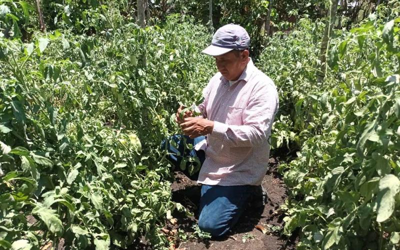 Brindan asistencia técnica e insumos a productores de tomate en Petén