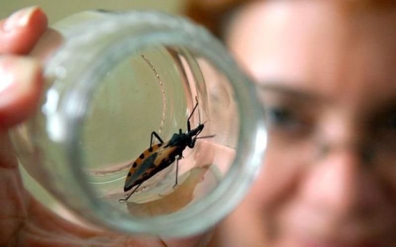 En Guatemala se ha reducido en un 80% la Enfermedad de Chagas 