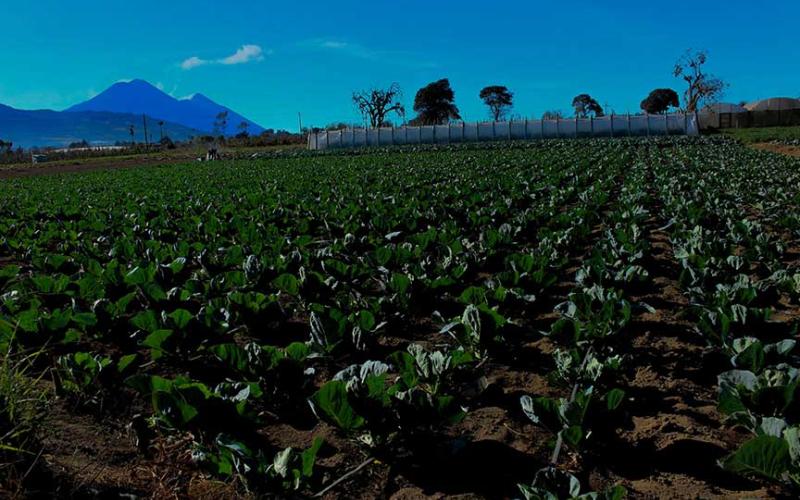 El eclipse solar y sus impactos en el sector agropecuario