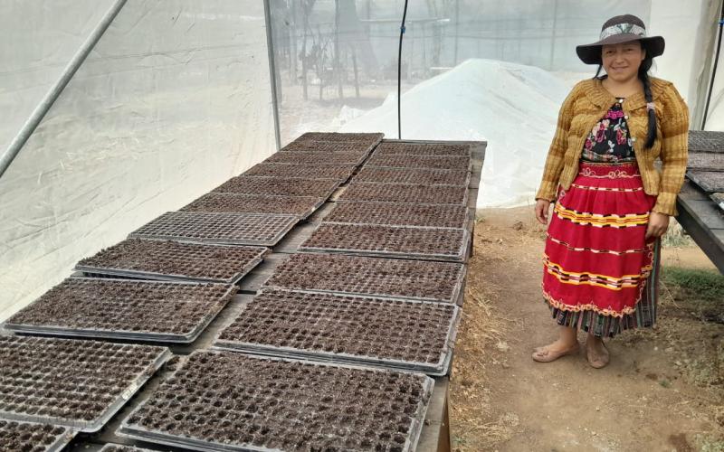 Productoras de occidente reciben mil doscientos pilones de tomate