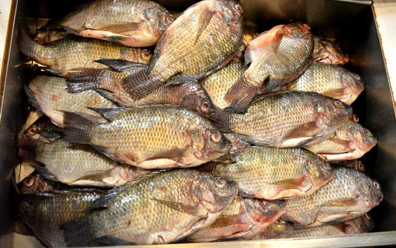 Alimentación adecuada de las tilapias es clave para una buena crianza