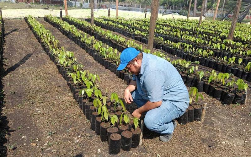 En respaldo a las y los productores excedentarios del departamento de Petén, el personal del Ministerio de Agricultura, Ganadería y Alimentación (MAGA), les brinda una serie de capacitaciones y asistencia técnica para el desarrollo de plantas de cacao en vivero.  Destacan dentro de los conocimientos impartidos, los relativos al control de plagas y enfermedades, la aplicación de fertilizantes y bioestimulantes, así como la limpieza de sarán. Estas son técnicas esenciales para mejorar la cosecha y asegurar la