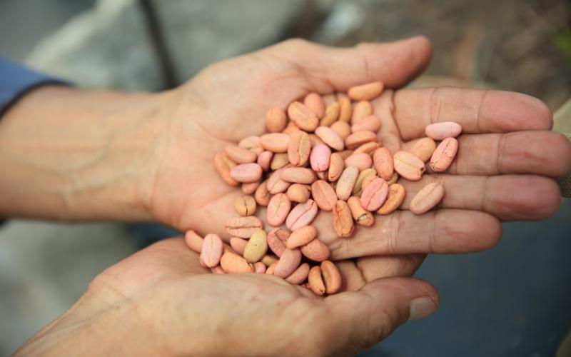 Cafetaleros de nueve departamentos serán apoyados por afectación de la roya