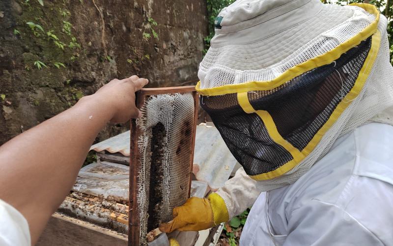 Capacitan apicultores de Sayaxché, Petén