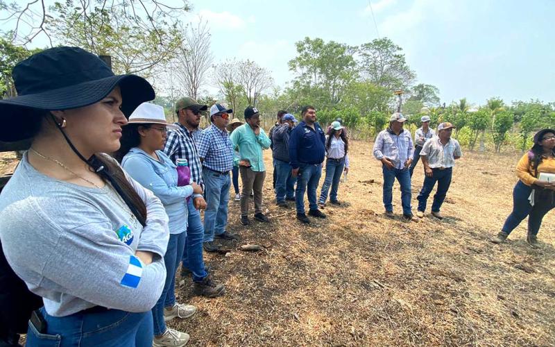 Conocen fincas de ganadería sostenible en Petén
