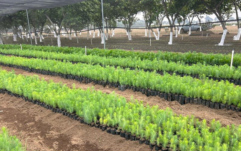 Conozca el Vivero Agroforestal La Alameda
