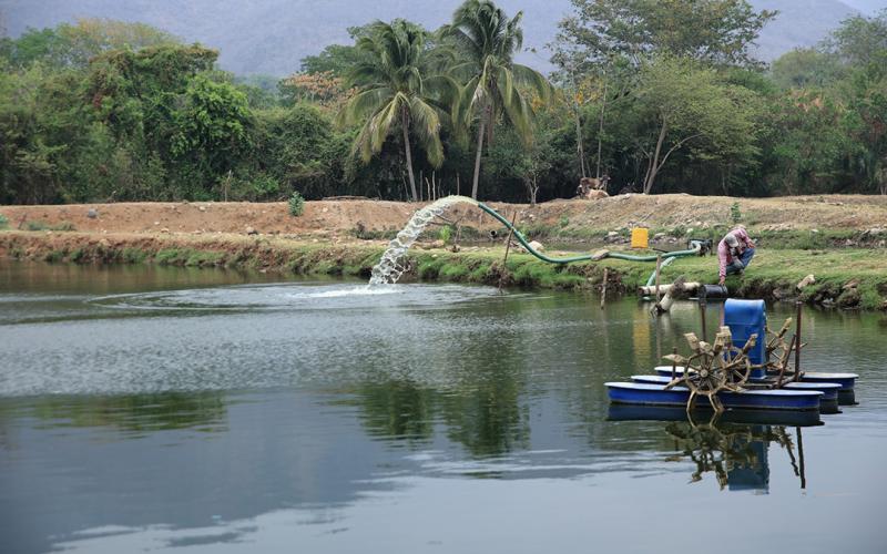Conozca más sobre opciones de oxigenación para estanques de tilapias