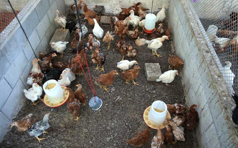 Crianza de aves de traspatio: esencial para la economía familiar en Petén