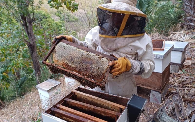 Conociendo el MAGA: Departamento de Apicultura