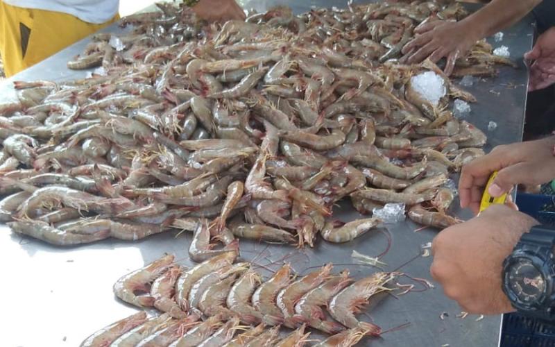 Efectúan muestreo biológico de camarón para garantizar la sostenibilidad y productividad