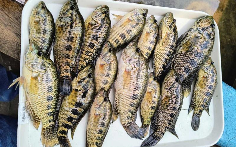 Efectúan monitoreo biológico en el lago de Amatitlán para garantizar la pesca sostenible