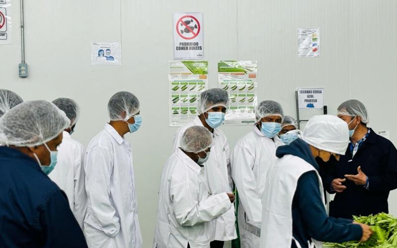 En Sololá se capacitan para exportar arveja