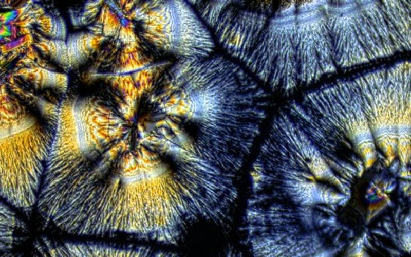 Senacyt lanza concurso de fotografía científica 