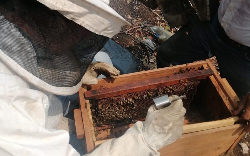 Fortalecen capacidades productivas de apicultoras y apicultores de Petén