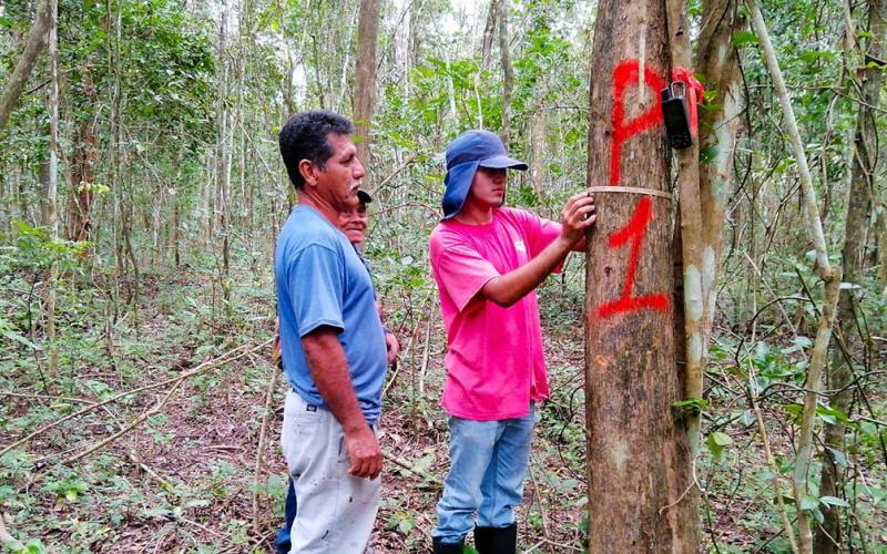 Fortalecen planes de manejo forestal en Petén