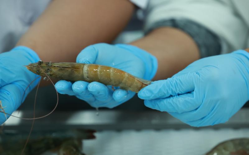 Guatemala busca exportar camarón a Brasil