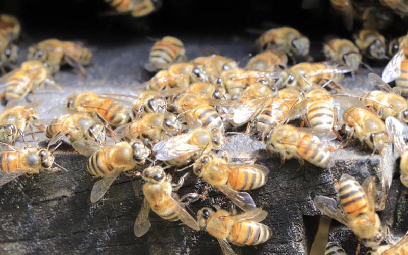 Impacto de la apicultura en la economía y el bienestar de la población