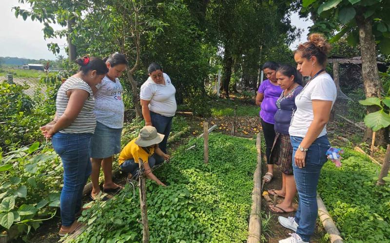Impulsan cultivos de hierba mora en Suchitepéquez