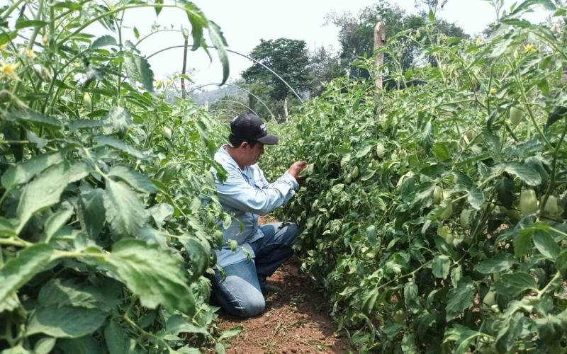 Impulsan la optimización de la producción de hortalizas en Melchor de Mencos, Petén