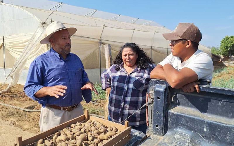 Impulsan la producción de papa en Chimaltenango