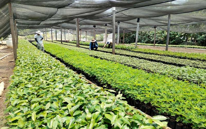 Impulsan reforestación en Petén