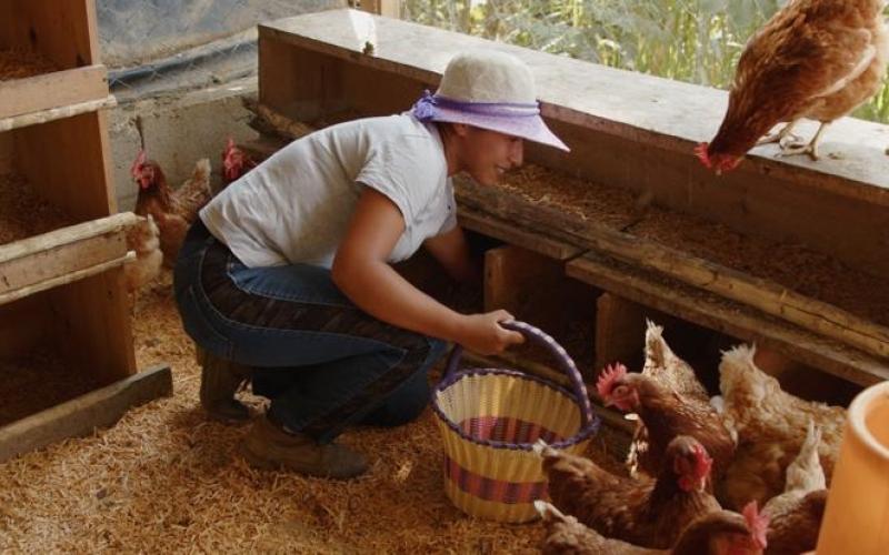 La crianza de Aves de traspatio permite avanzar hacia la autosuficiencia alimentaria