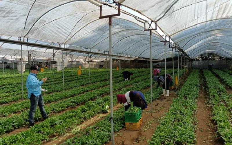 La sanidad vegetal protege el patrimonio agrícola