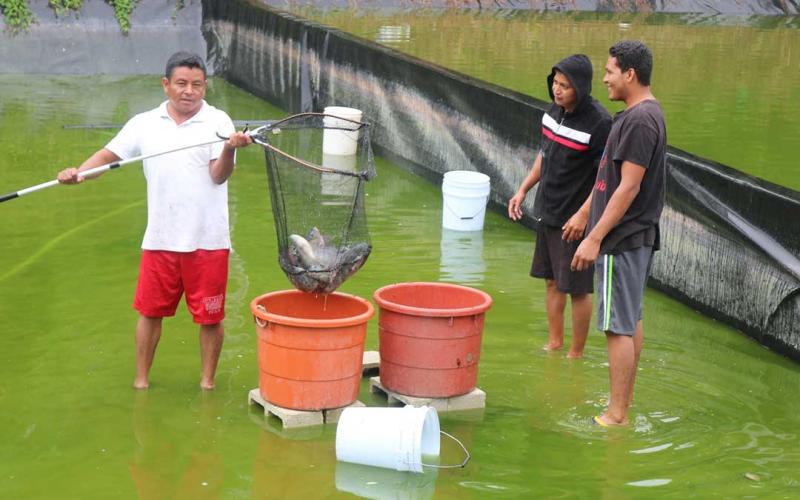 La tilapia aporta múltiples beneficios nutricionales