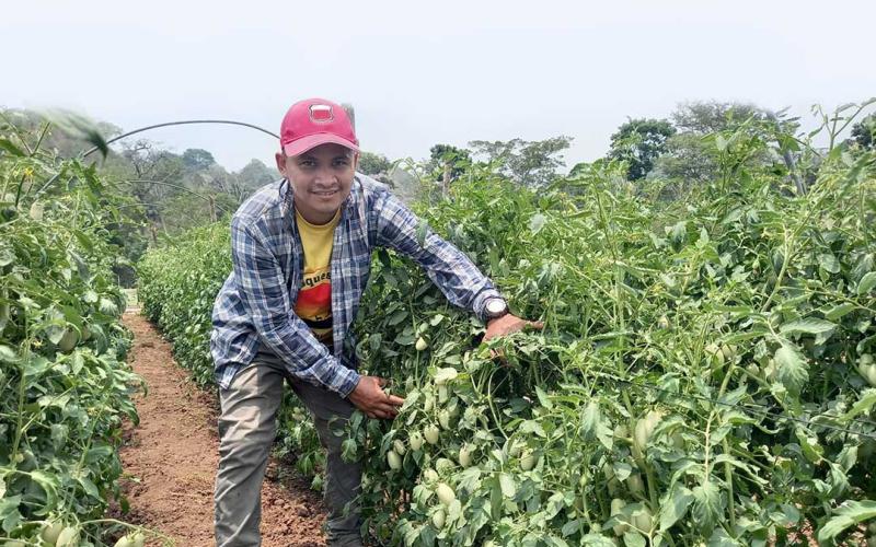 Monitorean cultivos en Petén para evitar plagas 