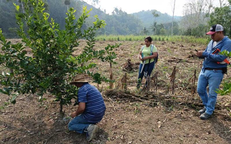 Peteneros productores de limón amplían sus conocimientos sobre manejo de cultivos