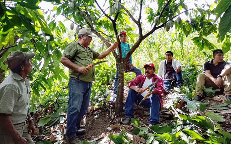 Producción de plantas de cacao en Petén fortalece economía de las comunidades